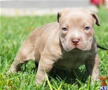 american pit bull puppy posted by Affordable Pups